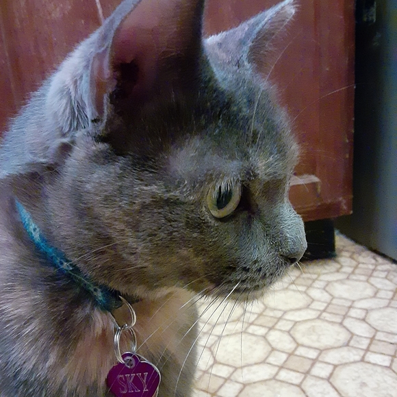 MeetYourPoshAmbassadors!🤩💚🐈🐈🐈🐈🐈🐈🐕 - Picture 7 of 16